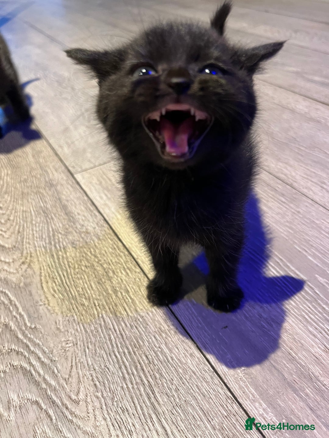 Mixed Breed cats for sale: Mixed breed Kittens M & F (British Blue mother) - Image 3