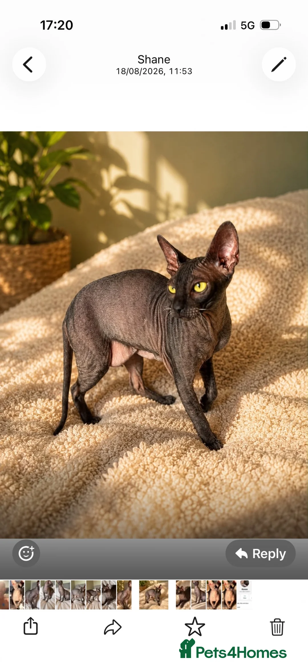 Cornish Rex cats for sale: Stunning Black Female Cornish Rex  in Leicester - Advert 2