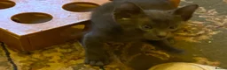 Suffolk cats for sale: Suffolk Blue Female Kittens - Advert 3