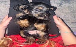 Cocker Spaniel dogs for sale: Beautiful cocker spaniels  - Image 9