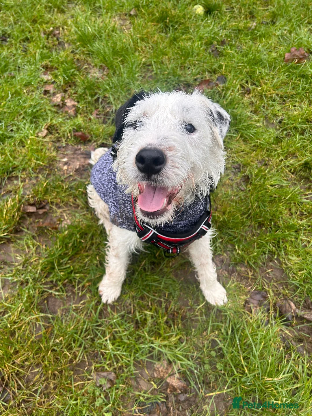 Lakeland Terrier dogs for adoption: Fred  - Advert 2