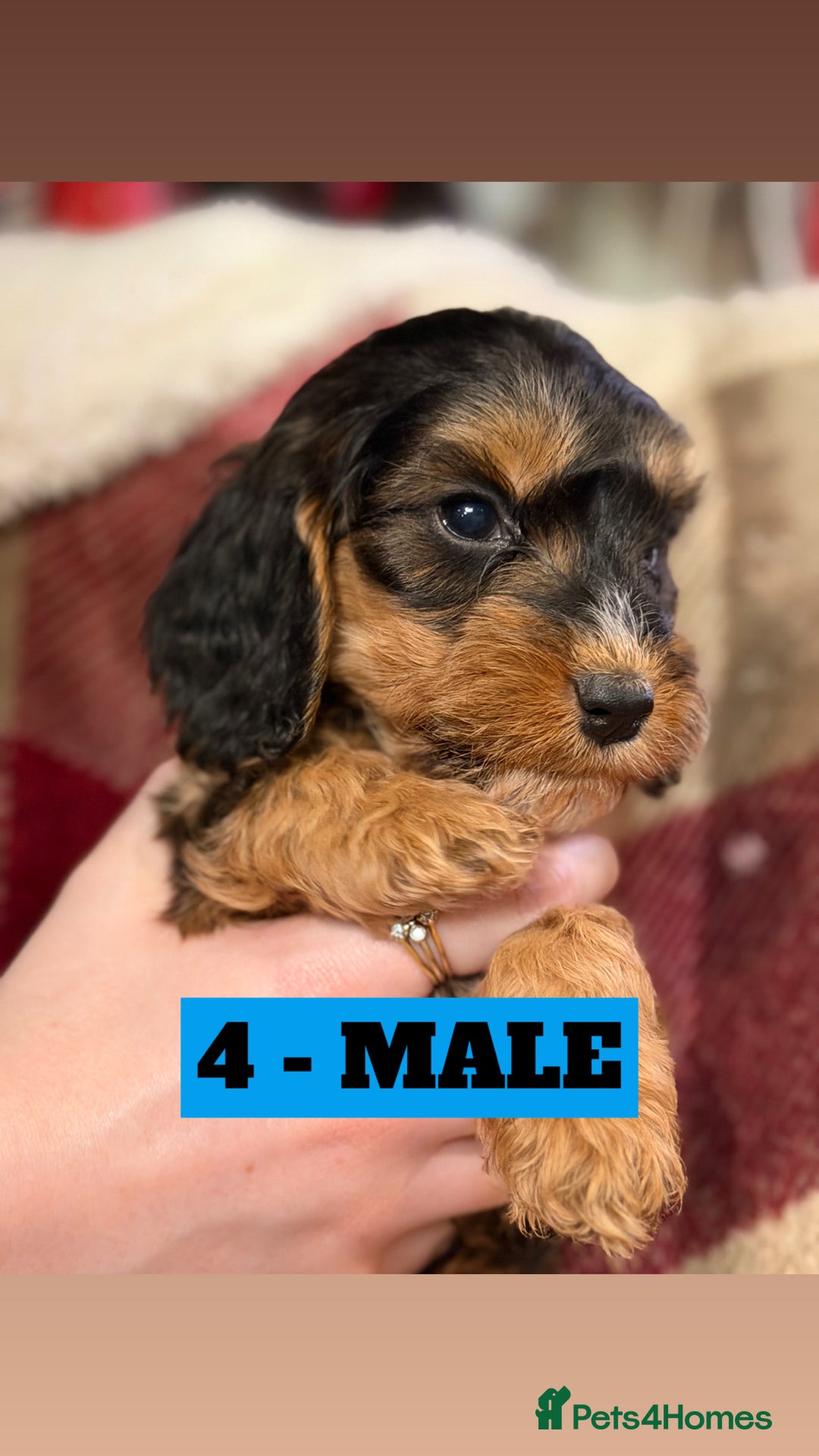 Cockapoo dogs for sale: BEAUTIFUL F2 COCKAPOO PUPPIES - 4 BOYS AND 4 GIRLS - Advert 35