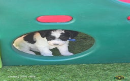 Sheepadoodle dogs for sale: Gorgeous Sheepadoodle litter - Advert 3