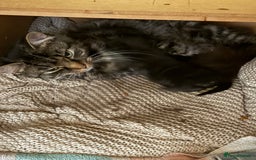 Mixed Breed cats for sale: 2 Beautiful Black Tabby Kittens - Image 10