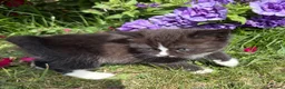 Exotic cats for sale: Exotic cross kitten  - Advert 9