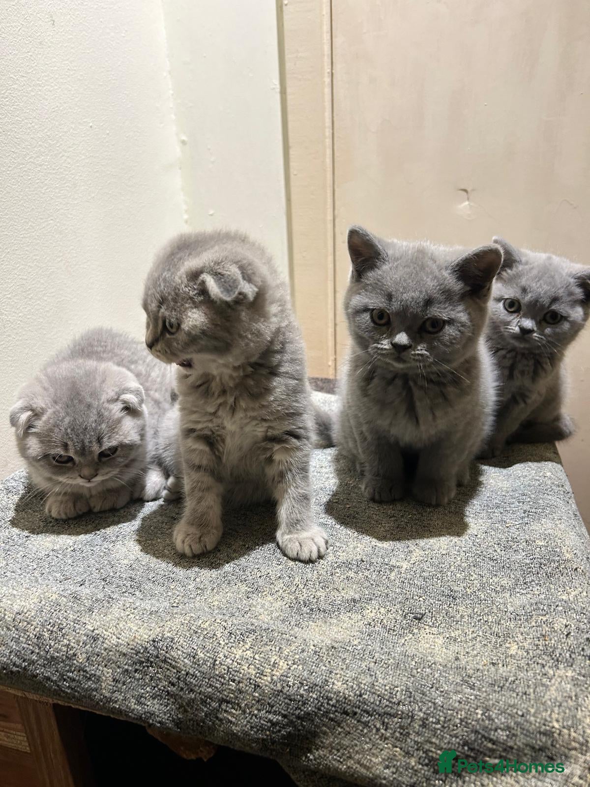 Scottish Fold cats for sale: Adorable Scottish Fold Kittens - Advert 1