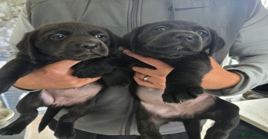 Labrador Retriever dogs - Advert 4