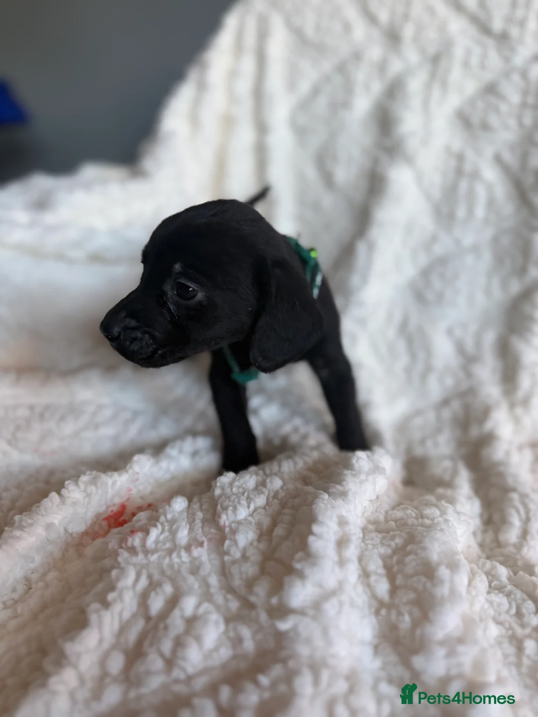 Mixed Breed dogs for sale: 9 playful beagledoor  - Advert 2