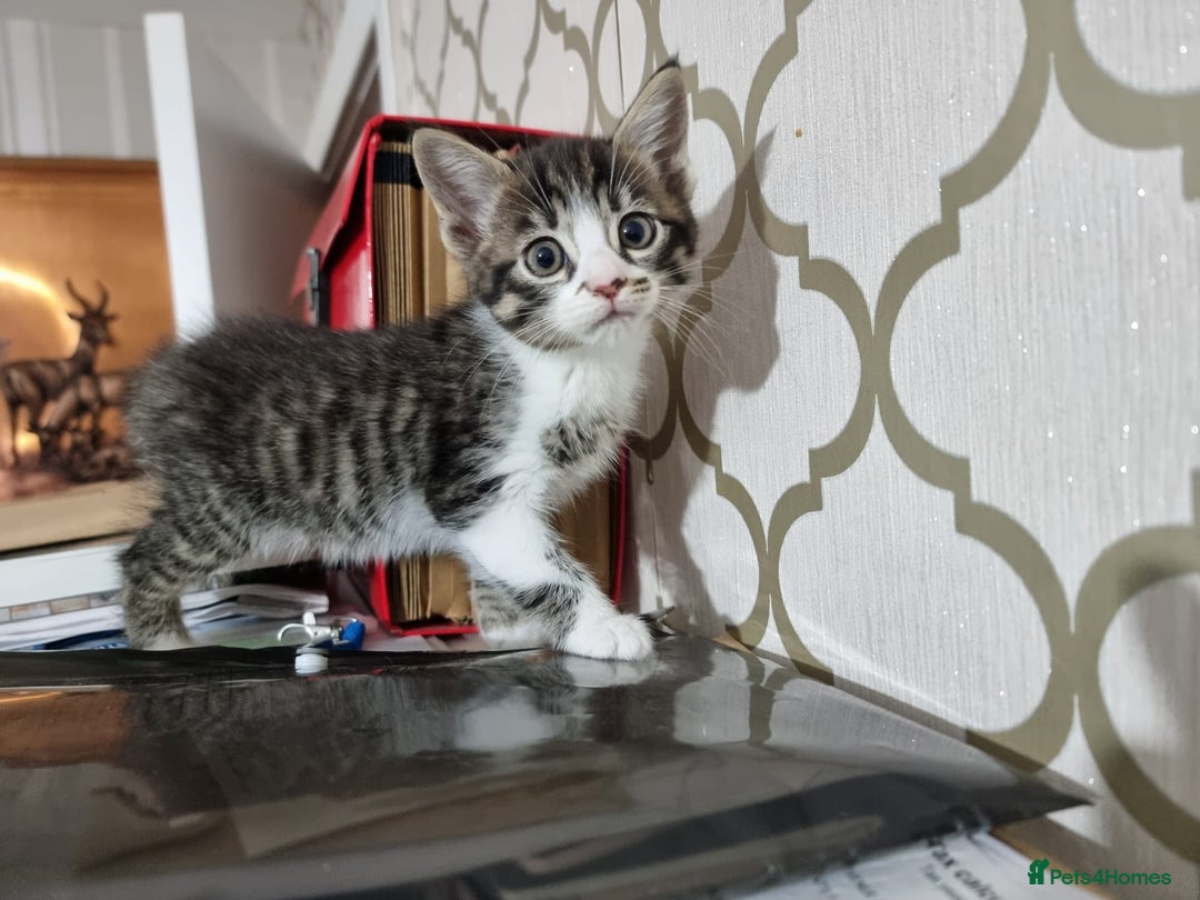 Domestic Shorthair cats for sale: 5 Beautiful Kittens Looking for Forever Homes - Image 4