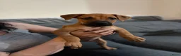 Mixed Breed dogs for sale: Bullherder Puppy  - Advert 1