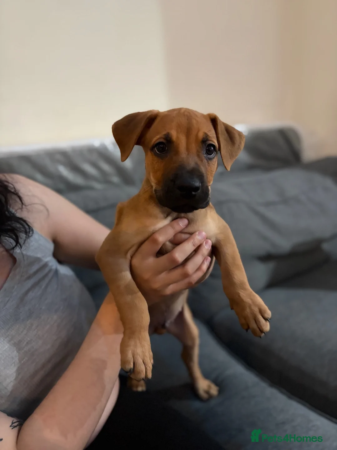 Mixed Breed dogs for sale: Bullherder Puppy  - Advert 1