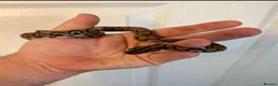 Boa Snake reptiles for sale: Young Brazilian rainbow boa snake - Advert 7
