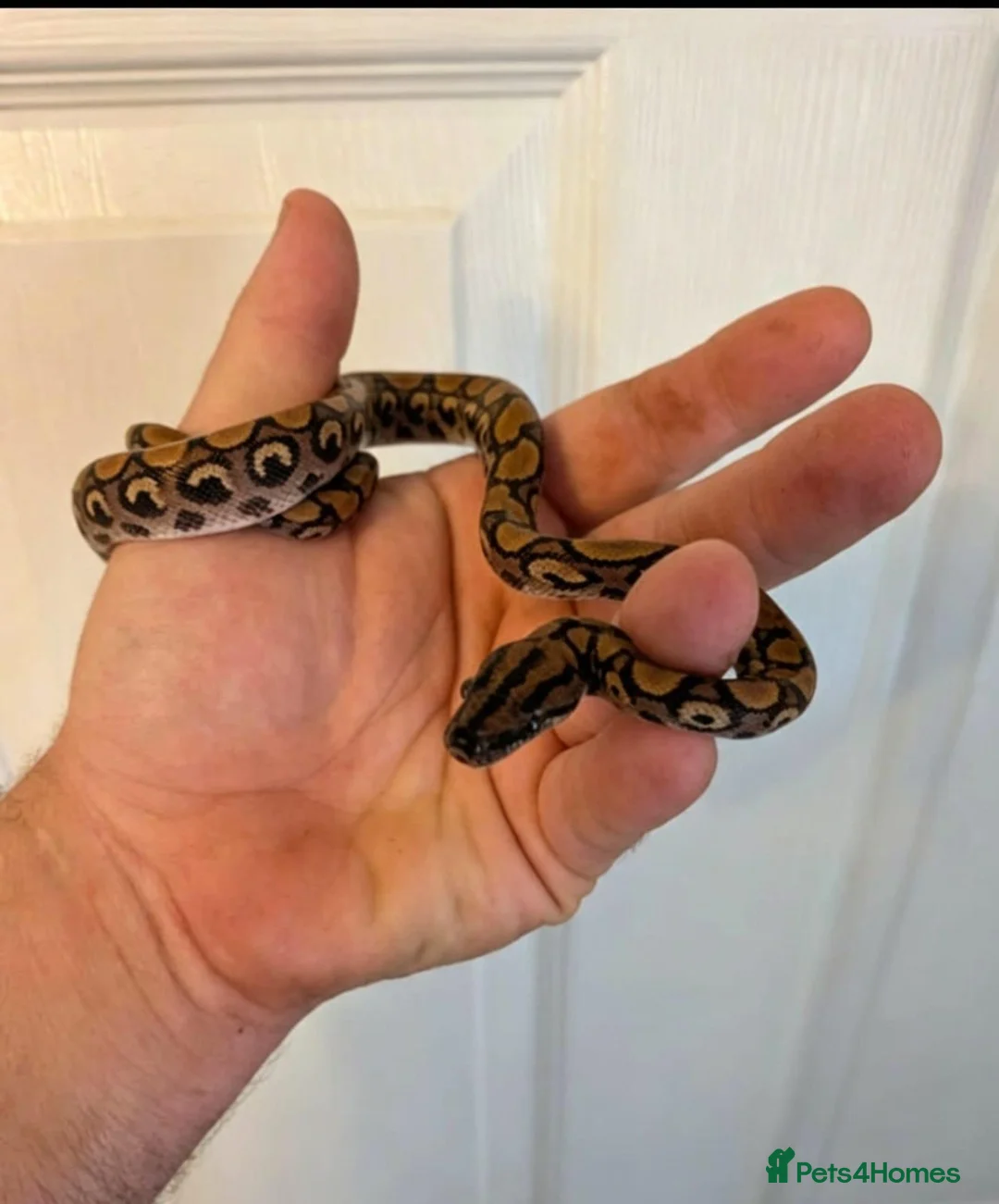 Boa Snake reptiles for sale: Young Brazilian rainbow boa snake - Advert 7