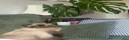 Persian cats for sale: Persian boy for adoption - Advert 3