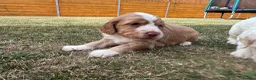 Cockapoo dogs for sale: Beautiful Cockapoo Babies 🐾🐾🐾 - Advert 10