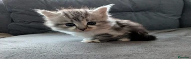 Mixed Breed Kitten 2