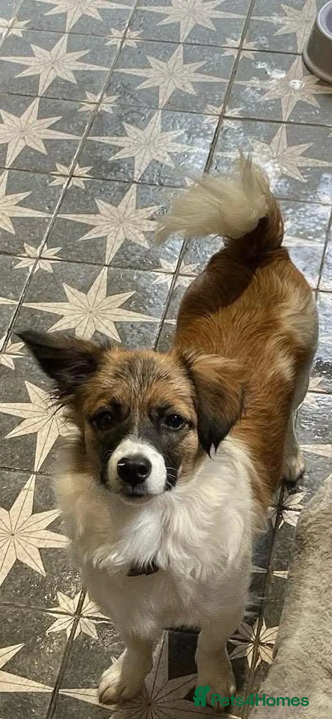 Mixed Breed dogs for adoption: MINI-small girl big personality/loving/smart  - Advert 1