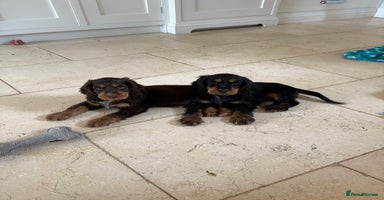 Cocker Spaniel dogs - Advert 13