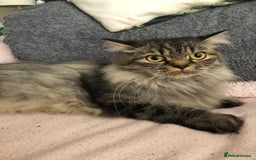 British Longhair cats for sale: British long hair kittens for sale  - Image 7