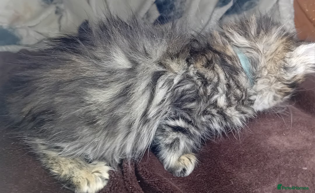 Bengal cats for sale: BengalX Ragdoll, American curl kittens - Advert 15