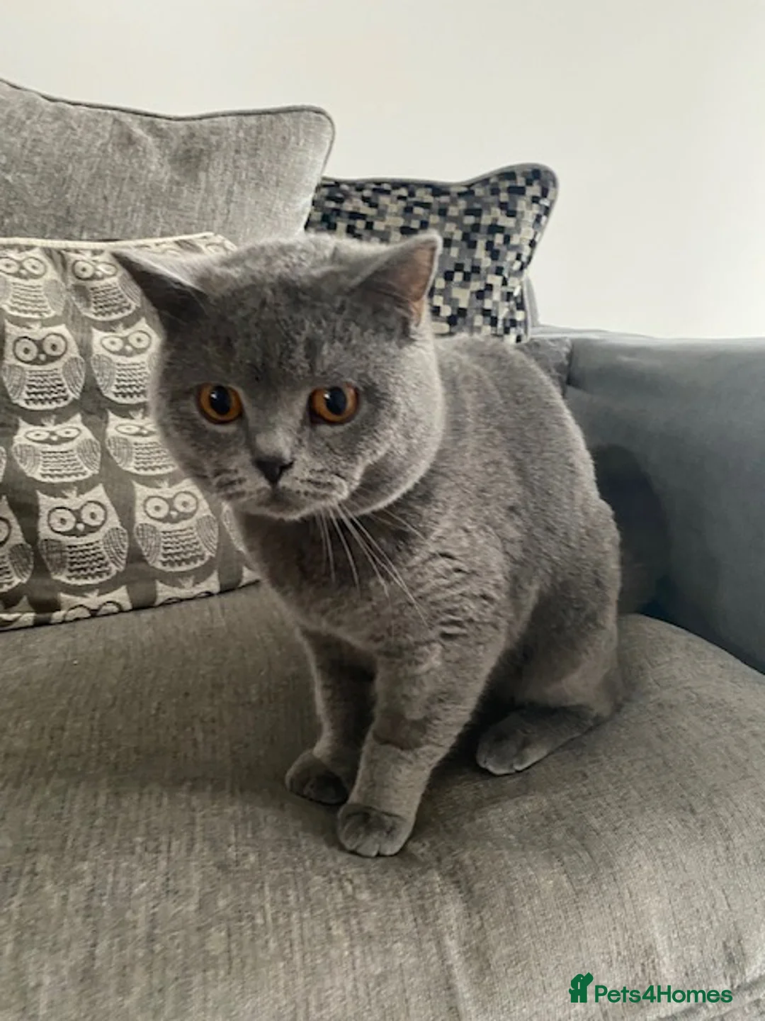 British Shorthair cats for sale: British Blue Shorthair 1 year old boy in Sleaford - Advert 2
