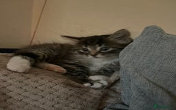 British Shorthair cats for sale: Brother & sister kittens  - Image 6