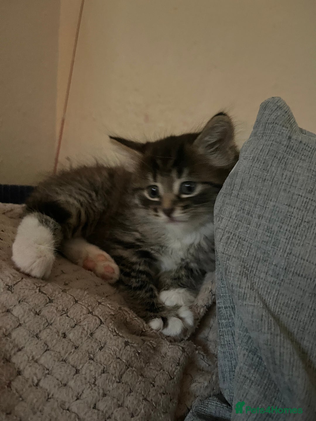 British Shorthair cats for sale: Brother & sister kittens  - Image 6
