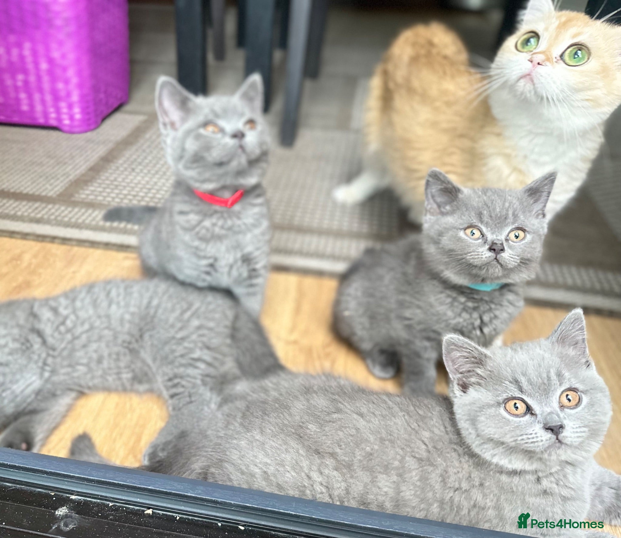 British Shorthair cats GCCF registered kitten - Advert 2