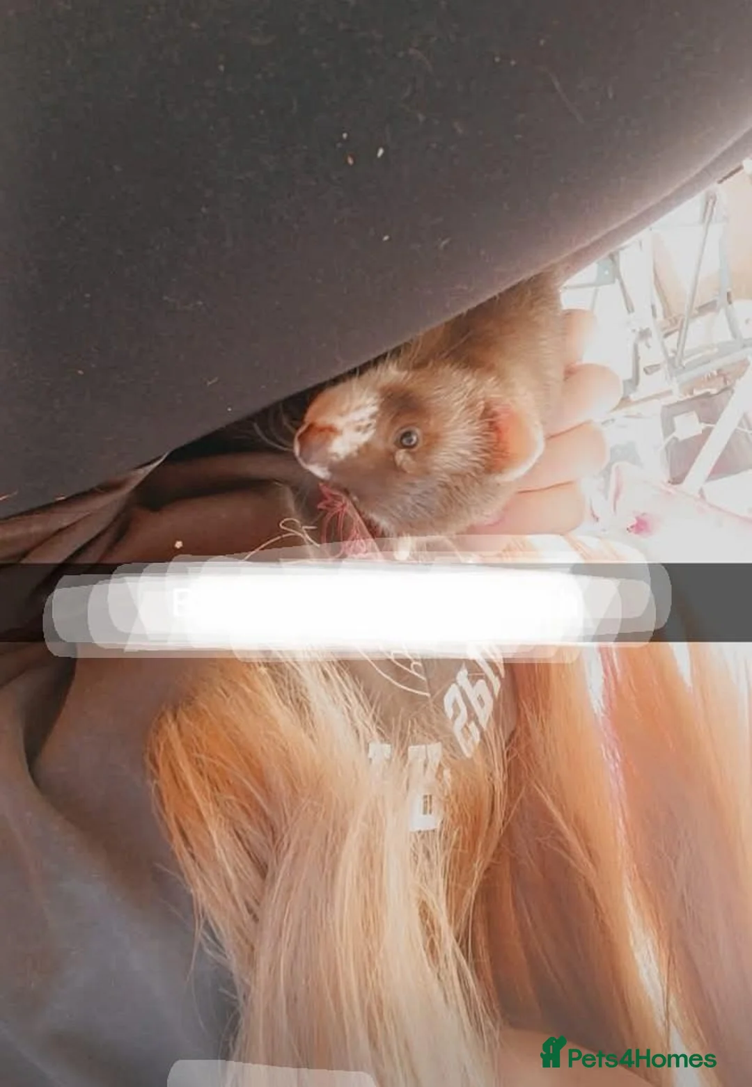 Ferret rodents for sale: Ferrets for sale - Advert 2
