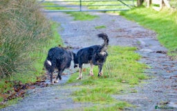 Border Collie dogs for sale: Beautiful Border Collie Bitch - Advert 6