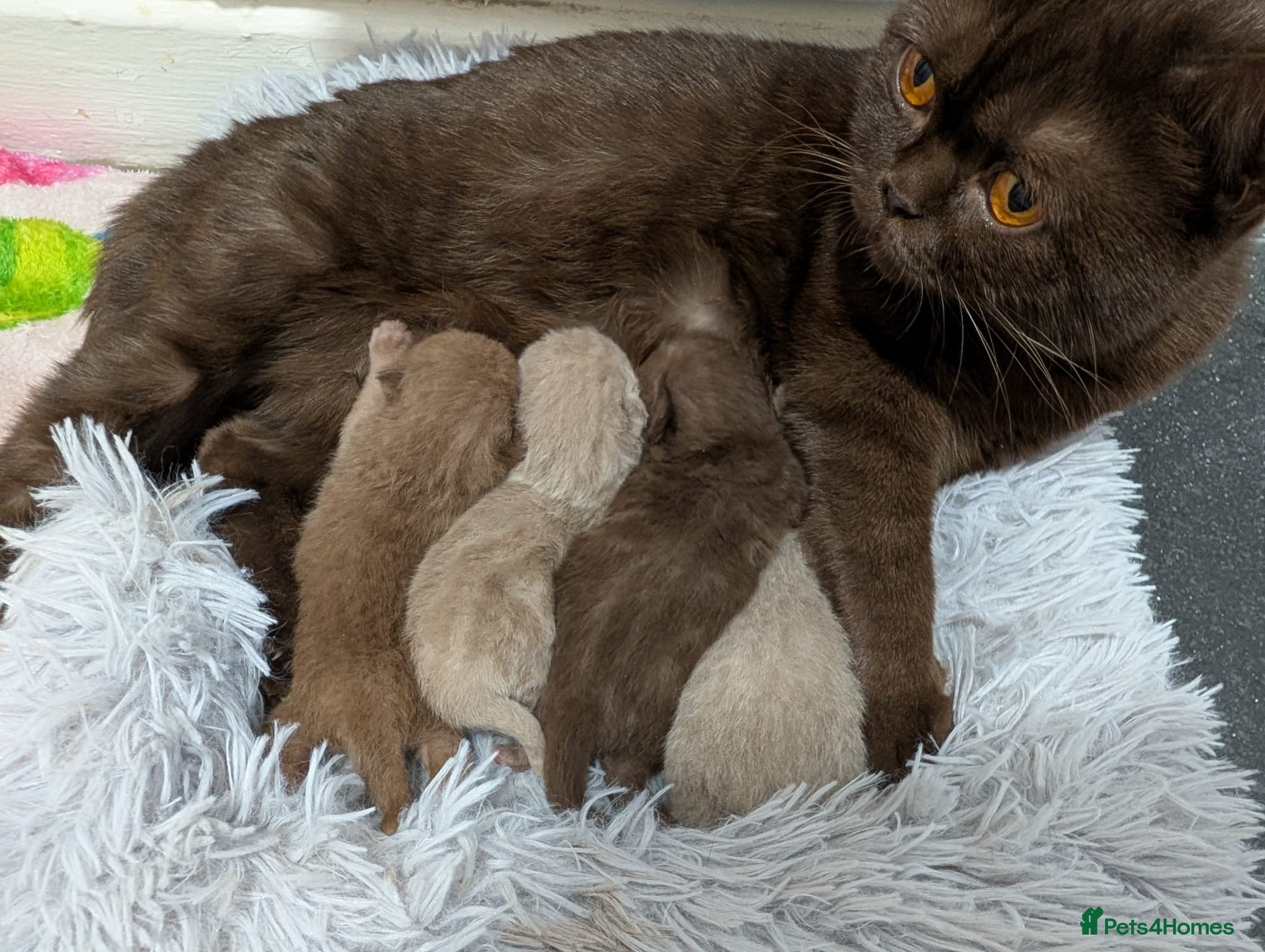 British Shorthair cats Cute fully british short hair kittens - Advert 3