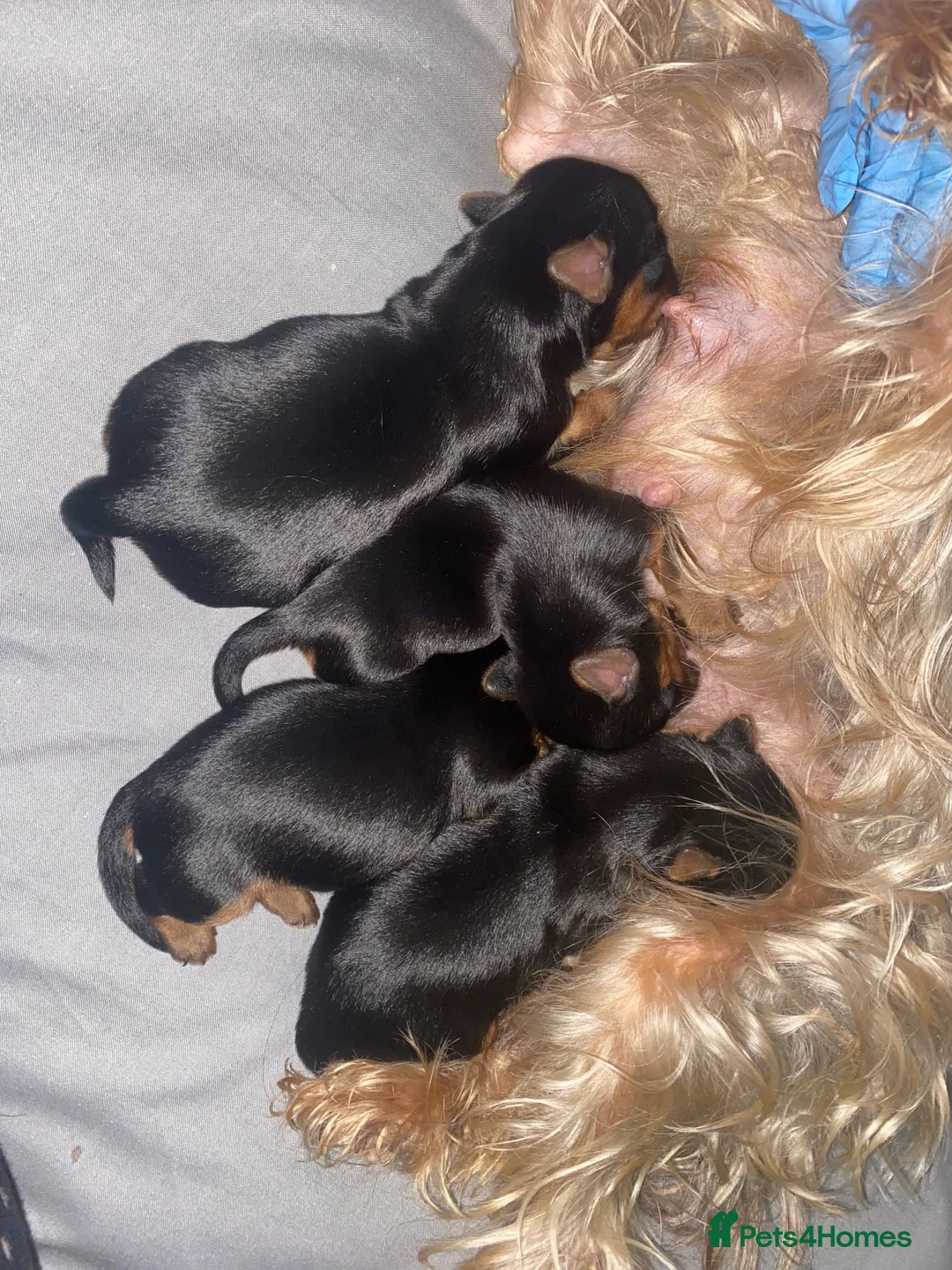 Yorkshire Terrier dogs for sale: 4 Stunning Minature Yorkshire terriers for sale  - Advert 30