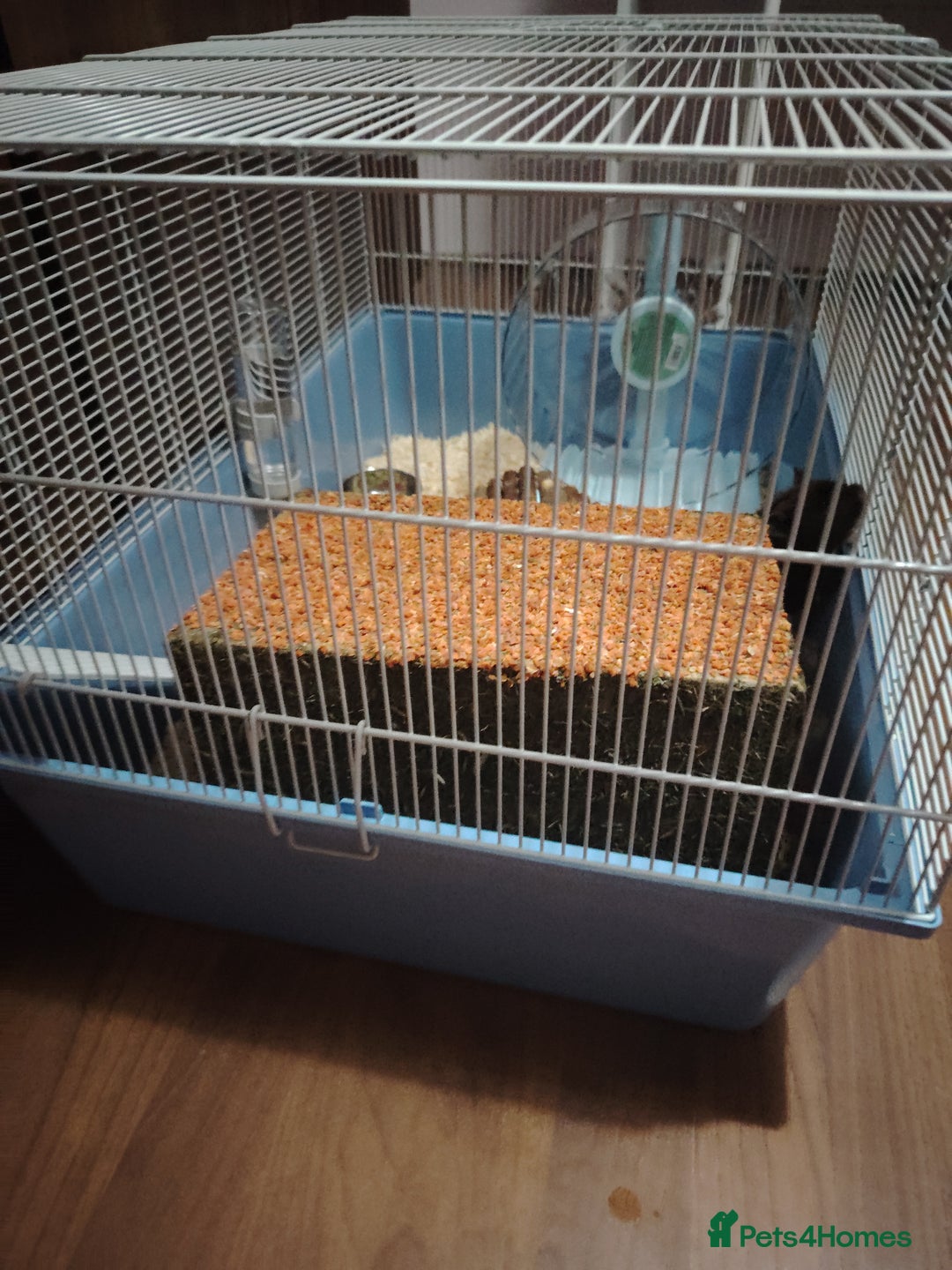 Hamster rodents for sale: Syrian Hamster and Full Set up  - Image 6