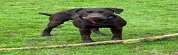 Labrador Retriever dogs for stud: Handsome Pedigree Chocolate KC registered Lab in Hereford - Advert 10