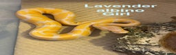 Python Snake reptiles for sale: Ball python collection  - Advert 4