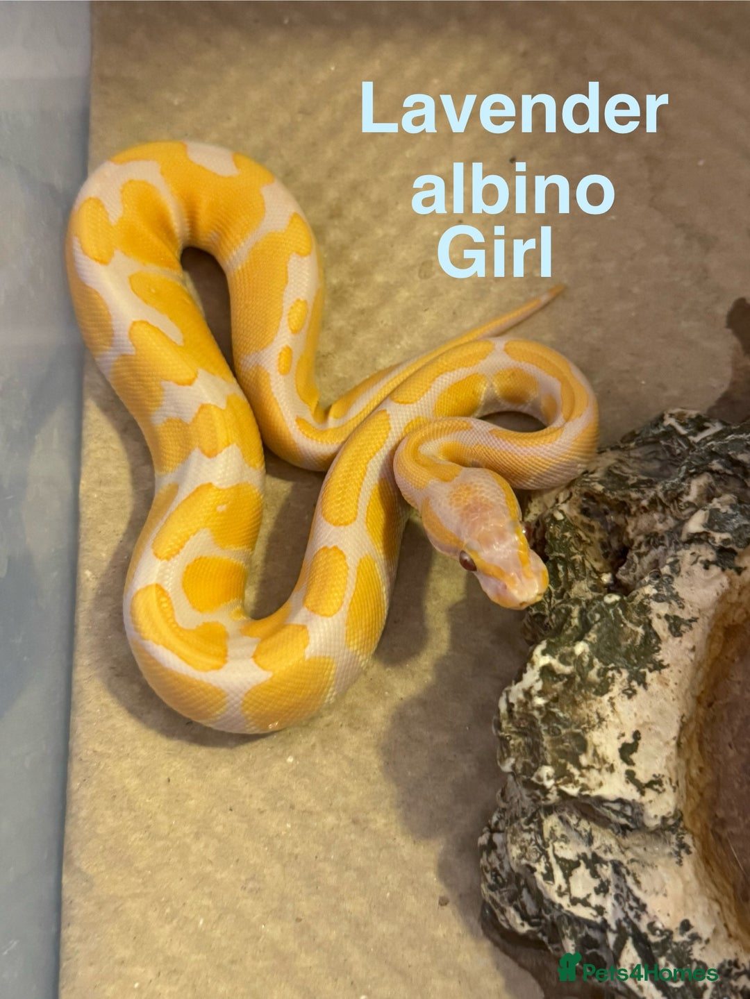 Python Snake reptiles for sale: Ball python collection  - Advert 4