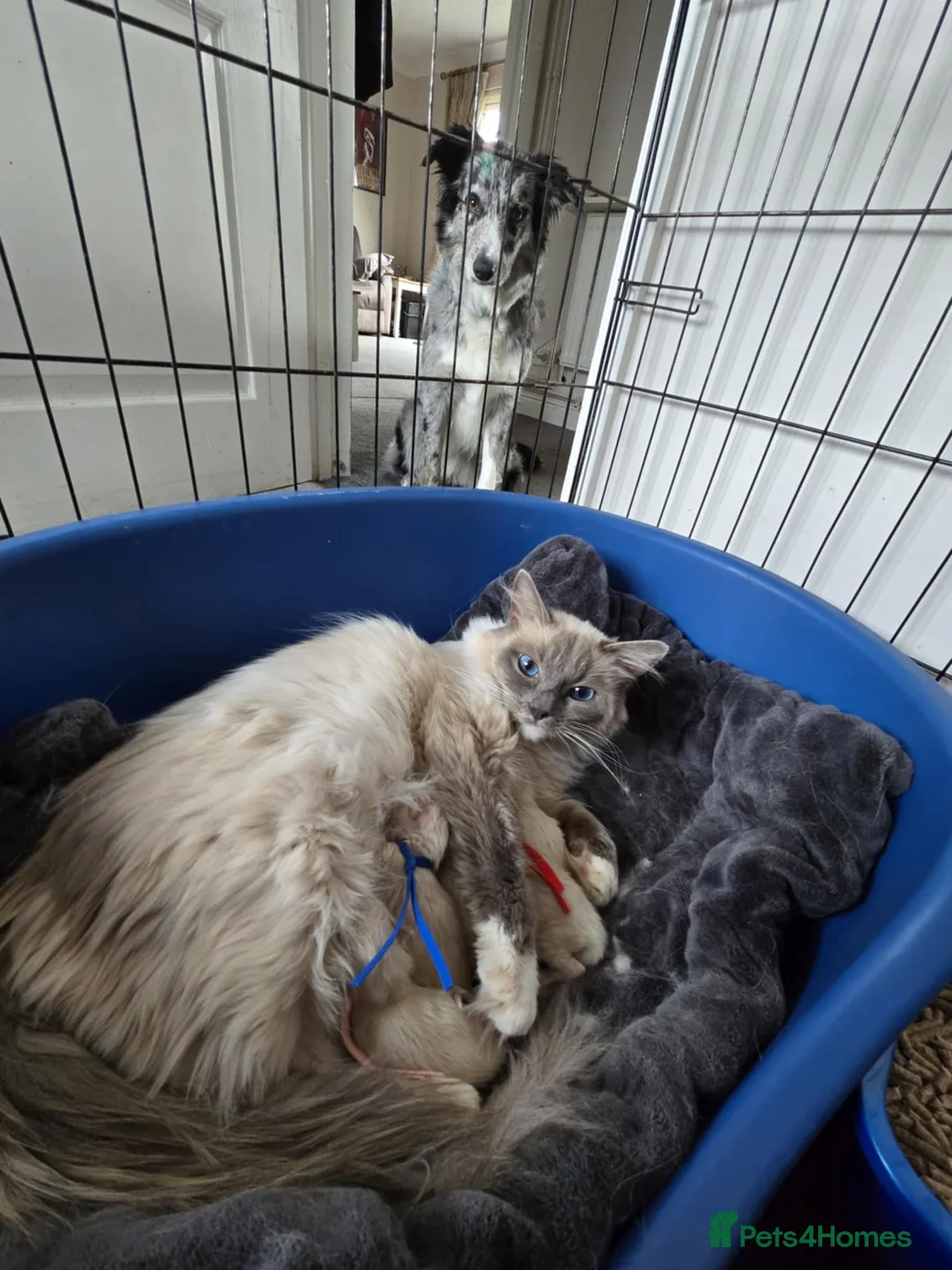 Ragdoll cats for sale: GCCF Registered female. Ready now.  - Advert 13