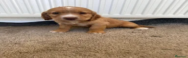 Cocker Spaniel Puppy 1