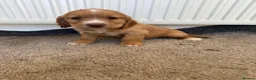 Cocker Spaniel dogs for sale: Beautiful cocker spaniel puppies for sale boys  - Advert 4