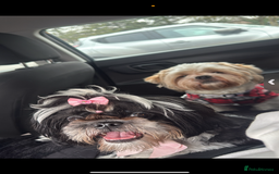 Shih Tzu dogs for sale: ShihTzu Newborn Puppies 💕Home-Raised & Well-Loved - Advert 23