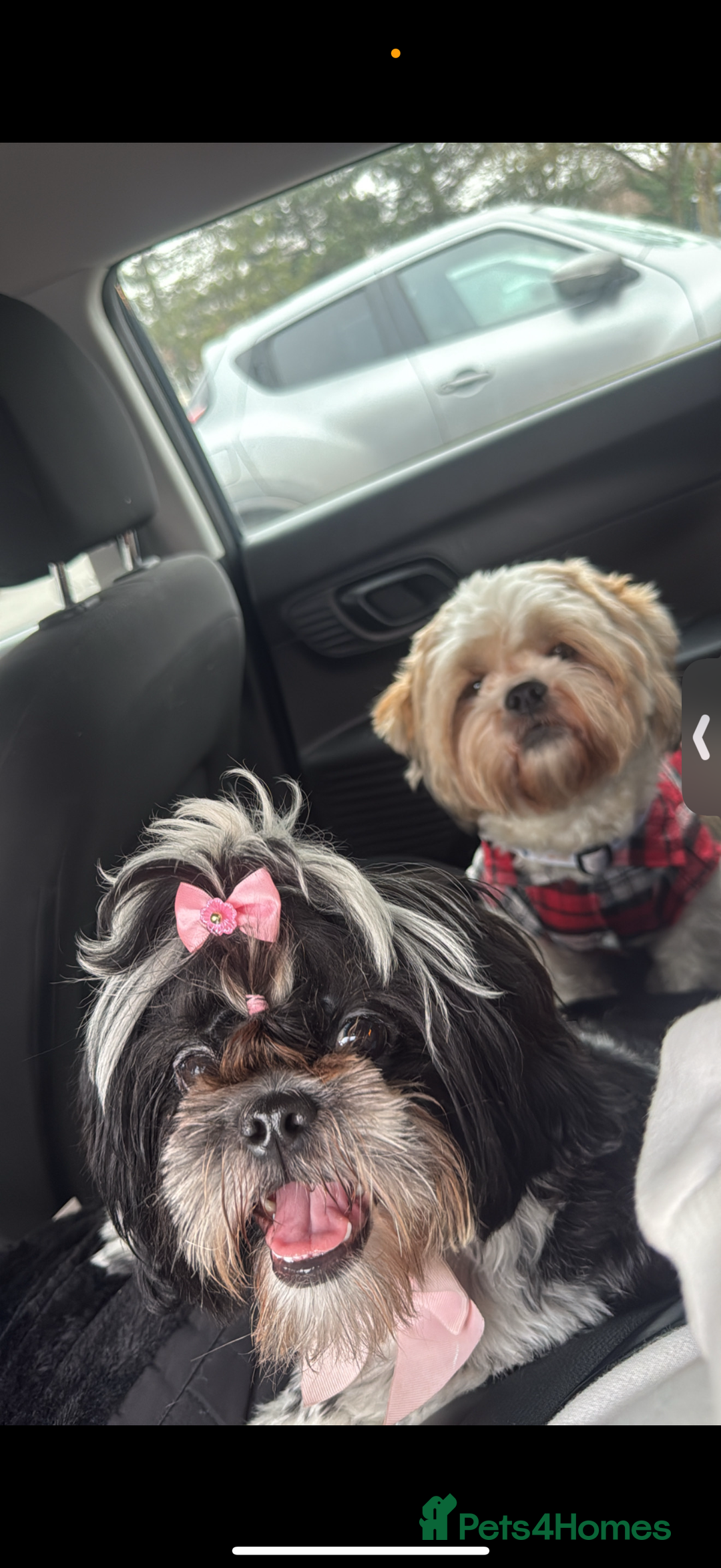 Shih Tzu dogs for sale: ShihTzu Newborn Puppies 💕Home-Raised & Well-Loved - Advert 23