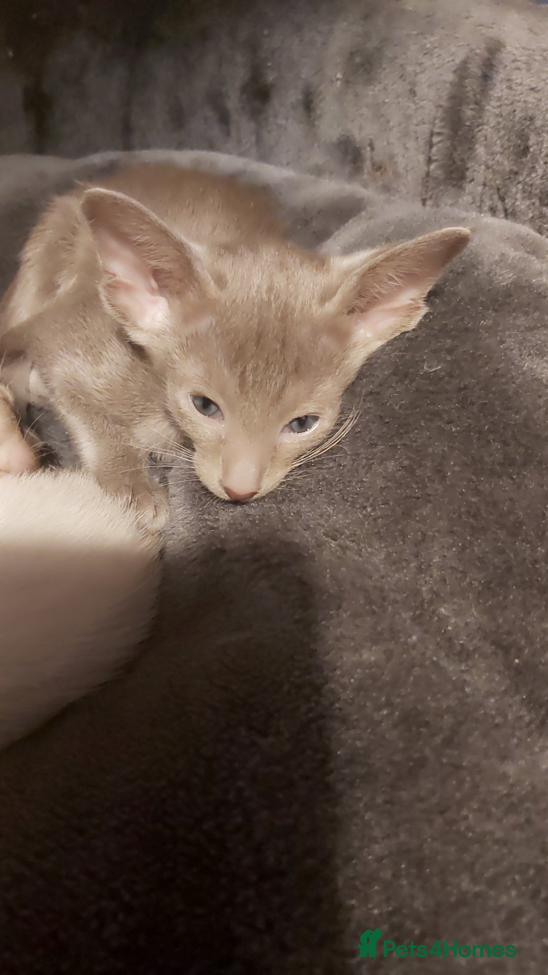 Oriental cats for sale: Full Pedigree Oriental 6 Kittens XL size ears GCCF - Advert 22