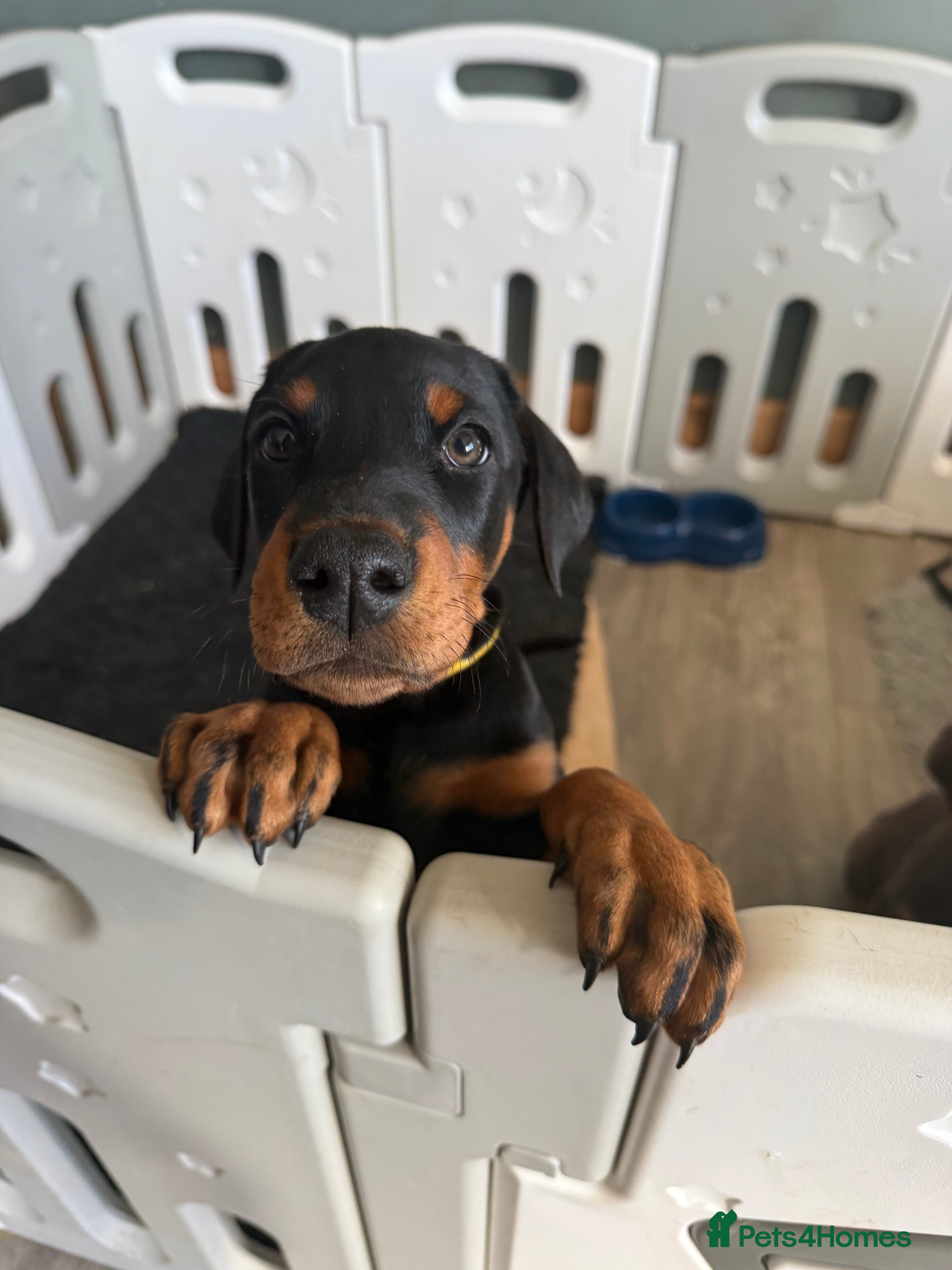 Dobermann dogs STUNNING EUROPEAN DOBERMAN - Advert 5