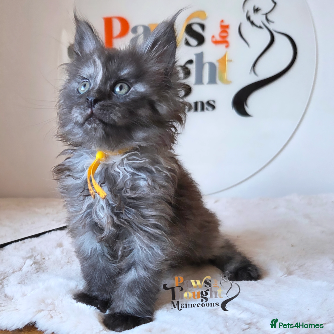 Maine Coon cats for sale: Outstanding Quality TICA reg Kittens - Advert 13