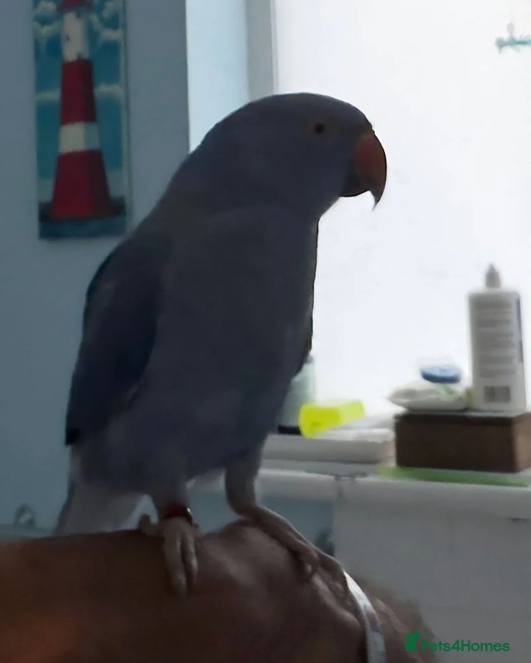Ringnecks birds for sale: Blue indian ringneck  in Bournemouth - Advert 2