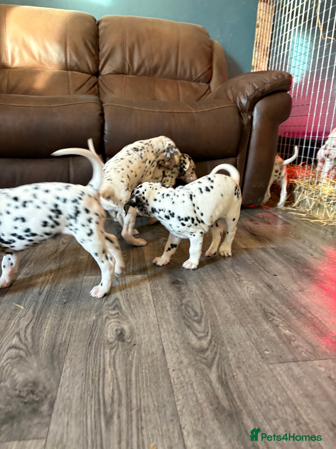 Dalmatian dogs for sale: The most beautiful beautiful Dalmatian puppies  - Advert 12