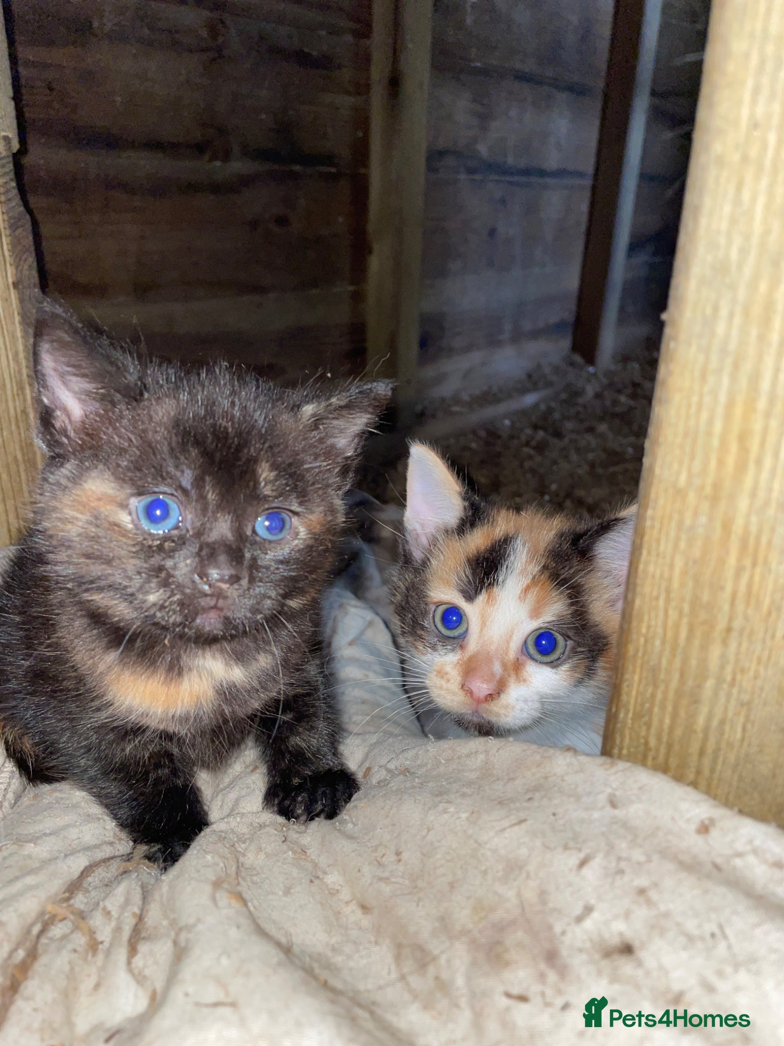 British Shorthair Kitten 2