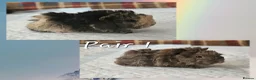 Guinea Pig rodents for sale: BEAUTIFUL FUNKY BABIES - Advert 1