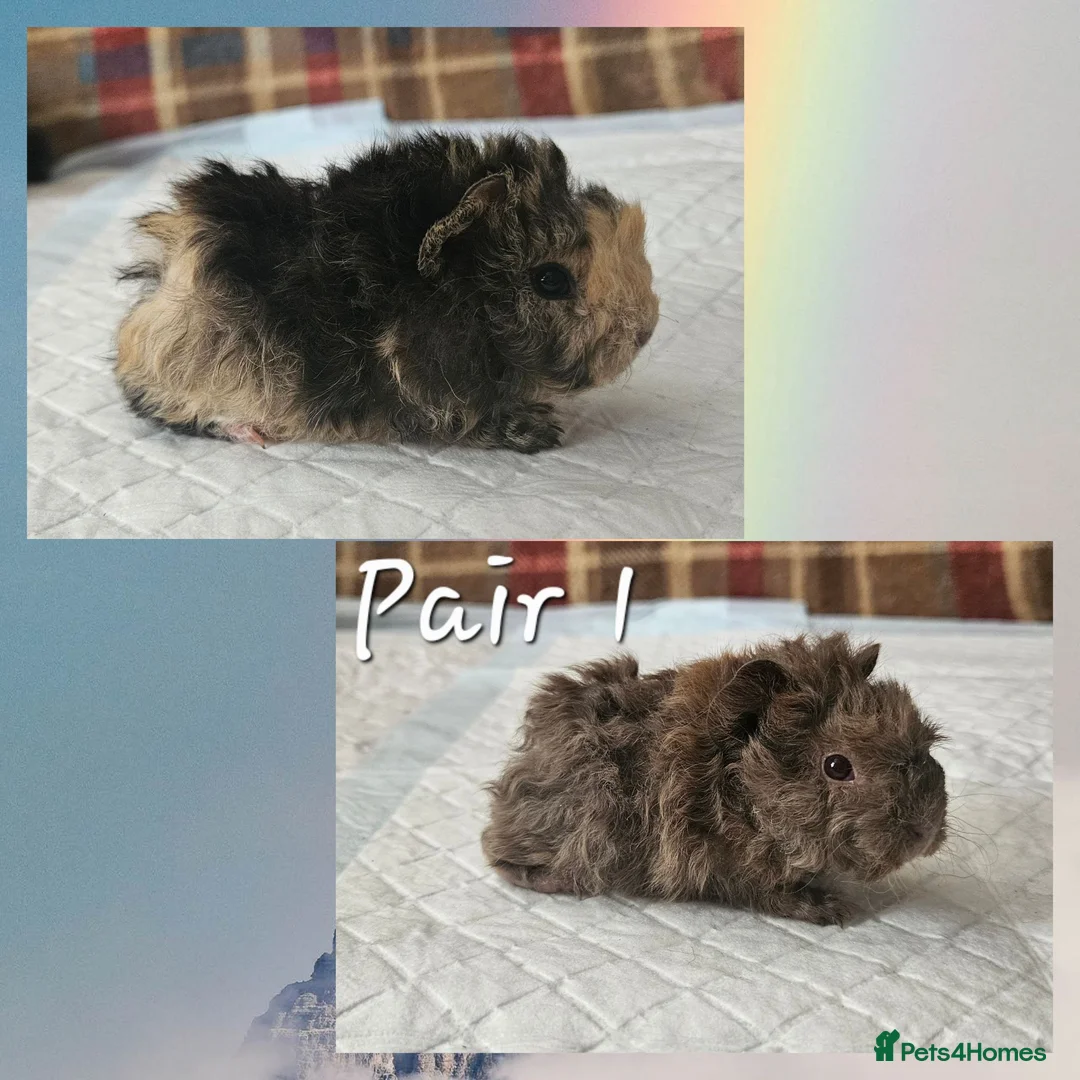 Guinea Pig rodents for sale: BEAUTIFUL FUNKY BABIES - Advert 1