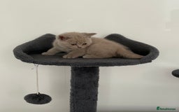 British Shorthair cats for sale: British shorthair kittens  - Image 7